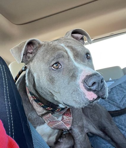 Dog-day-out